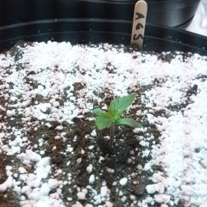 Day # 1 Of the GSC Grow