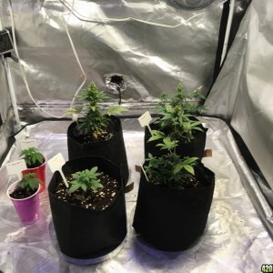 Crop Circle Grow 10/4/2016