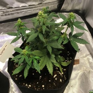 Crop Circle Grow 10/4/2016