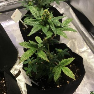 Crop Circle Grow 10/4/2016