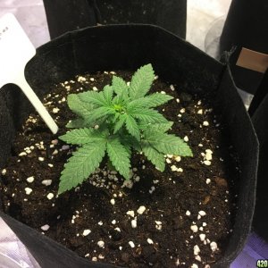 Crop Circle Grow 10/4/2016