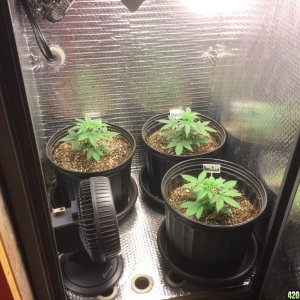 4x4 Fusion Hut w/900 Watt Mars II Hydro LED