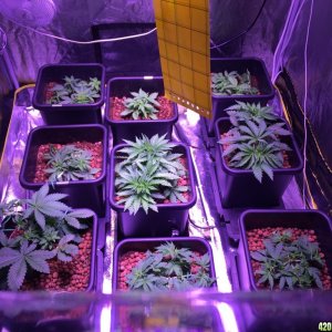 My grow journal