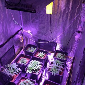 My grow journal