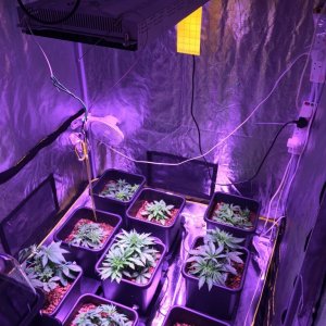 My grow journal