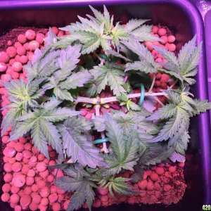 My grow journal