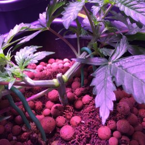 My grow journal