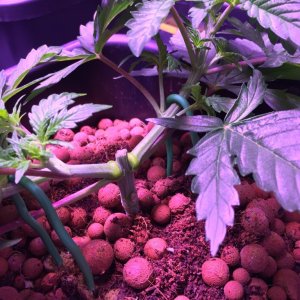 My grow journal