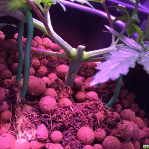 My grow journal