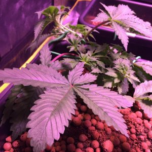 My grow journal