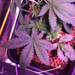 My grow journal