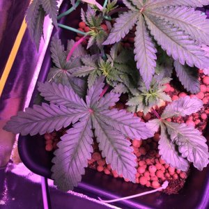 My grow journal