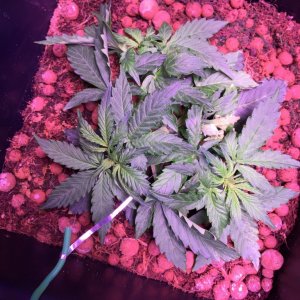 My grow journal