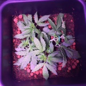 My grow journal