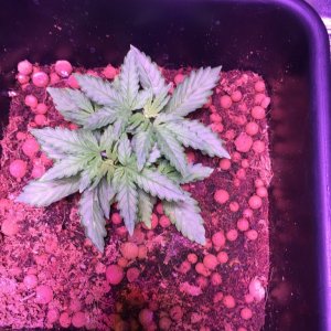 My grow journal