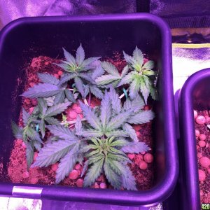 My grow journal