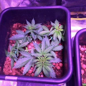 My grow journal