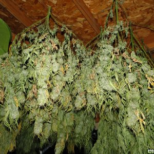 Drying Room #4-9/6/16