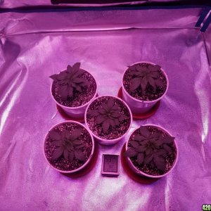 11 Days From Seed