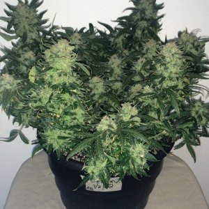 Lemon2 OG Haze Week 14 Flowering Day 50