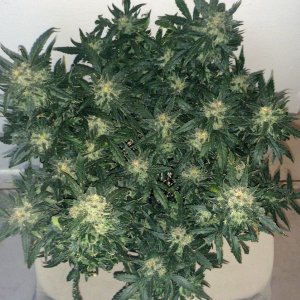 Lemon2 OG Haze Week 14 Flowering Day 50