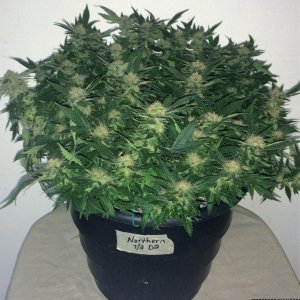 Northern Lights Week 14 Flowering Day 50