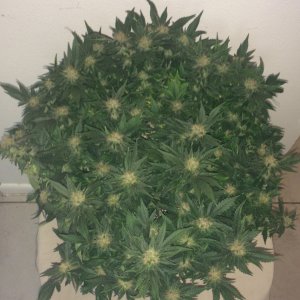 Northern Lights Week 14 Flowering Day 50