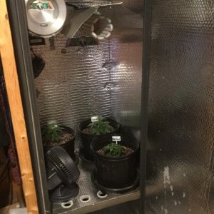 4x4 Fusion Hut w/900 Watt Mars II Hydro LED