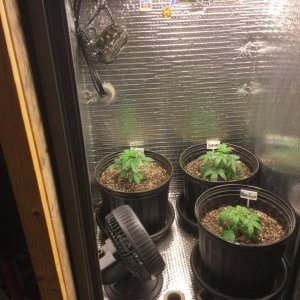 4x4 Fusion Hut w/900 Watt Mars II Hydro LED