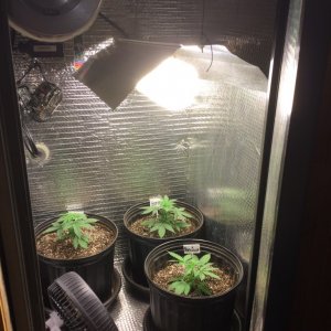 4x4 Fusion Hut w/900 Watt Mars II Hydro LED