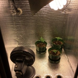 From a 2x2 Cabinet w/200 watt CFL to a 4x4 FusionHut w/900 watt Mars Hydro 