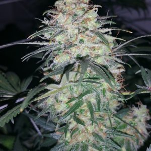 WaBaGrow White Rhino Flushing