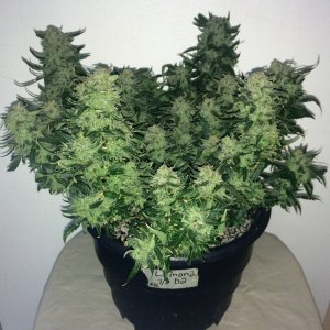 Lemon2 OG Haze Week 14 Flowering Day 52 Staggered Harvest