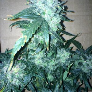 Lemon2 OG Haze Week 14 Flowering Day 52 Staggered Harvest