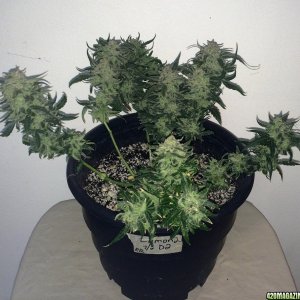 Lemon2 OG Haze Week 14 Flowering Day 52 Staggered Harvest