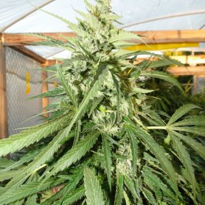 Organic Jilly Bean in Flowering-Week 7-10/10/16