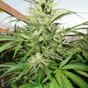 Organic Jilly Bean in Flowering-Week 7-10/10/16