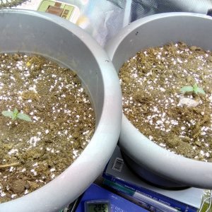 New Grow-Day 9