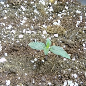 New Grow-Day 9