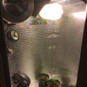 From a 2x2 Cabinet w/200 watt CFL to a 4x4 FusionHut w/900 watt Mars Hydro 