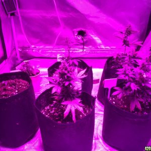 Crop Circle grow 10/10/2016