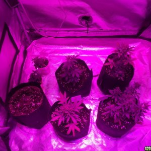 Crop Circle grow 10/10/2016