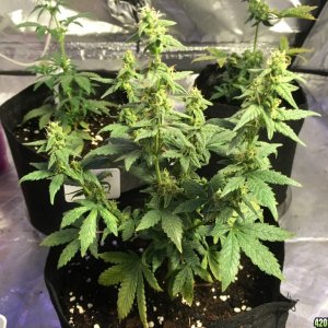 Crop Circle grow 10/10/2016