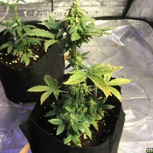 Crop Circle grow 10/10/2016