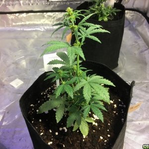 Crop Circle grow 10/10/2016