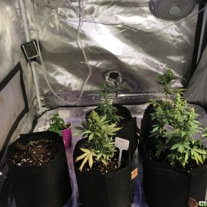 Crop Circle grow 10/10/2016