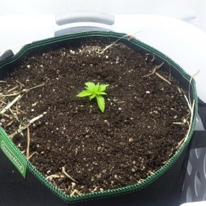 Transplanted