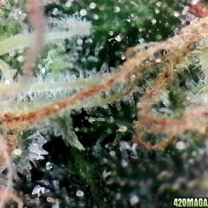 Northern Lights Week 14 Flowering Day 55 Trichomes