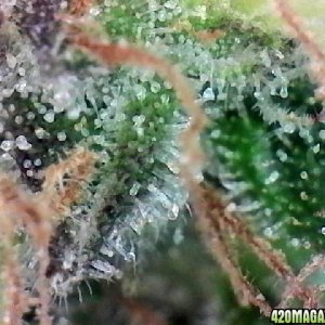 Northern Lights Week 14 Flowering Day 55 Trichomes