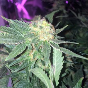 Northern Lights Week 14 Flowering Day 55